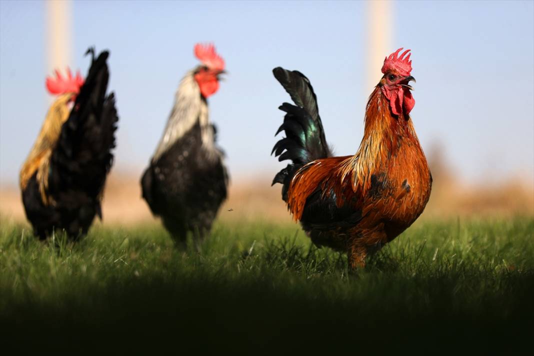 Türkiye’nin en prestijlisi! Denizli horozunu Konya koruyor 4